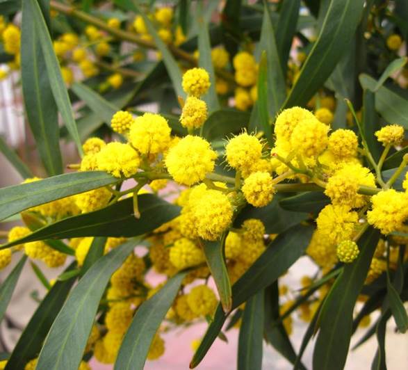 Descripción: Descripción: D:\JM-disco duro\Vasculares x familia-todas\FOTOS\FOTOS CARPETAS DISCO ORIGINAL (SIN ORDEN)\RESPALDO DE DISCO DURO VIAJA A VICUÑA)\Artículos de Géneros y Especies DCJMB776598\Nueva carpeta\Acacia saligna JMB IMG_8504 (1).JPG